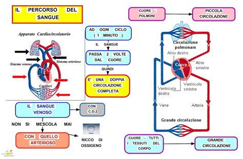 Schema del sistema circolatorio che evidenzia il percorso del sangue verso i polmoni