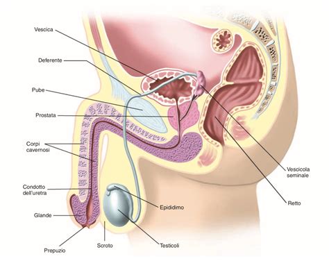 Schema anatomico del sistema riproduttivo maschile, evidenziando le ghiandole di Cowper