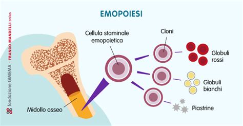 Cellule staminali emopoietiche e loro differenziazione