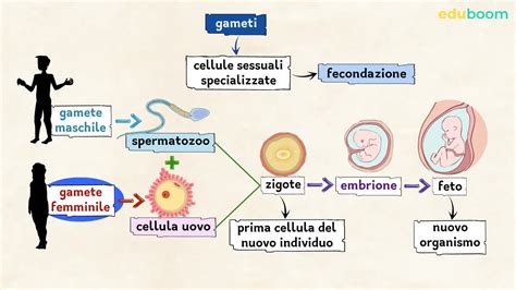 Rappresentazione schematica della migrazione degli spermatozoi nell'apparato riproduttivo femminile