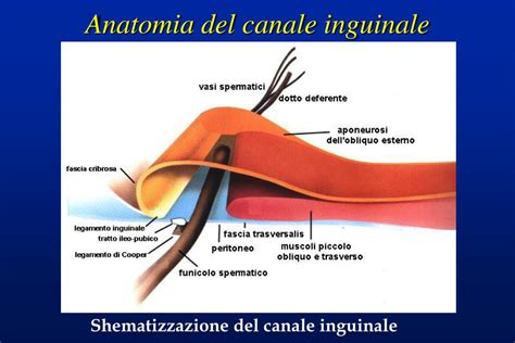Anatomia dell'ernia crurale e inguinale