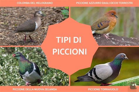 Turan con piccioni e cigni