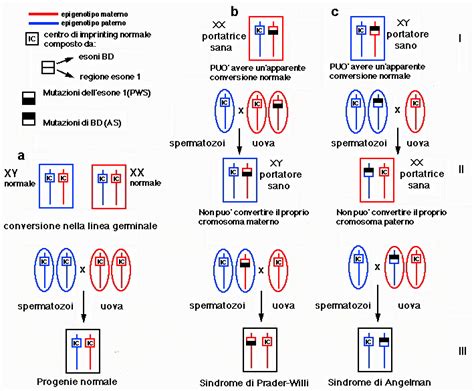 schema del meccanismo di imprinting genetico