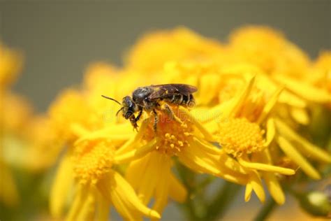 Api che impollinano fiori primaverili in un prato