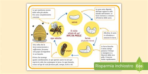 Infografica sul ruolo delle api nell'ecosistema e nella catena alimentare