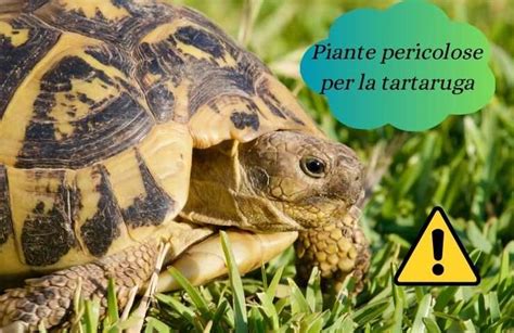 Tartaruga di terra con feci verdi