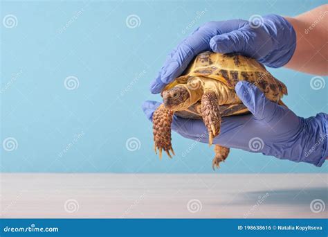Veterinario esegue esame coprologico su tartaruga
