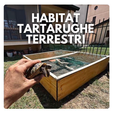 Habitat pulito per tartarughe terrestri
