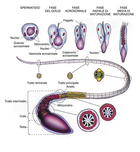 Diagramma del viaggio degli spermatozoi nell'apparato riproduttivo femminile