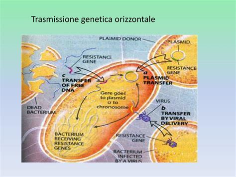 Meccanismi di trasmissione della pertosse