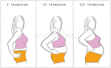 illustrazione dei cambiamenti fisici del seno in gravidanza