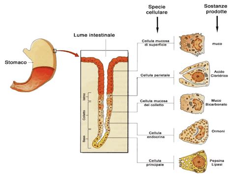 rappresentazione anatomica dello stomaco di un lattante e differenza tra rigurgito e vomito