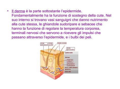 Diagramma della barriera cutanea del neonato con enfasi su Perseose di Avocado
