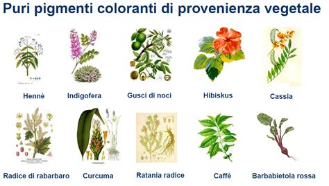 Piante tintorie utilizzate per il giallo: Reseda luteola e Genista tinctoria
