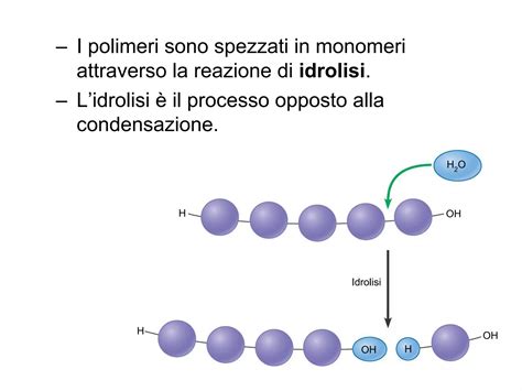 Diagramma che illustra il processo di idrolisi proteica