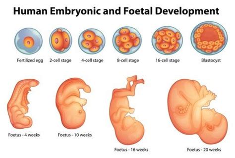 Sviluppo sensoriale del feto nell'utero materno