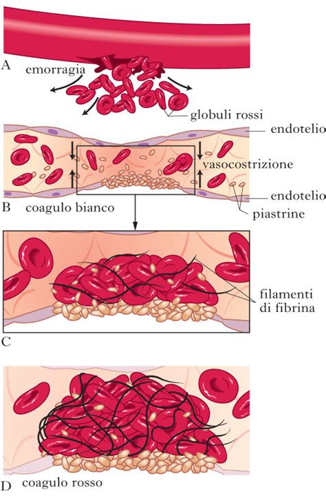 Meccanismi immunitari e coagulazione