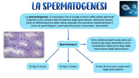 Diagramma che illustra la differenza tra produzione di spermatozoi continua e riserva ovarica finita