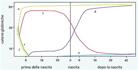 Sviluppo dell'emoglobina e regolazione genica delle catene globiniche