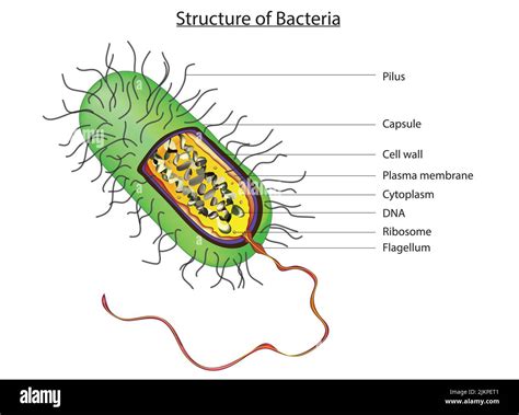 rappresentazione microscopica di batteri streptomyces