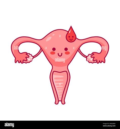 Illustrazione di un sistema riproduttivo femminile con evidenziata la cervice uterina