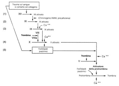 Diagramma della coagulazione del sangue e trombofilia