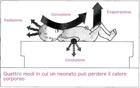 illustrazione della termoregolazione del neonato con frecce di calore dalla testa