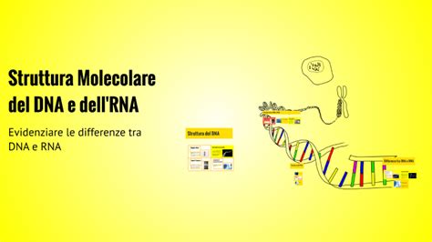 Struttura molecolare dell'RNA