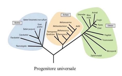 Rappresentazione dell'albero filogenetico della vita