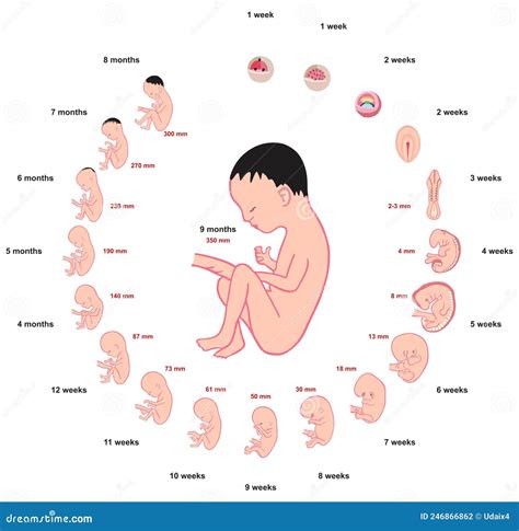 diagramma dello sviluppo del cuore fetale settimana per settimana