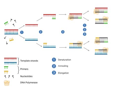 Diagram of Polymerase Chain Reaction (PCR) process