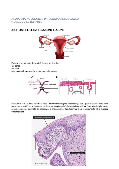 anatomia della cervice uterina