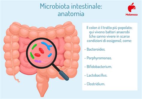 Infografica sull'impatto degli antibiotici sul microbiota intestinale