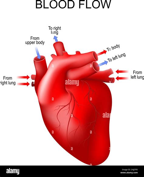 Illustrazione che mostra il flusso sanguigno durante la digestione e l'effetto di uno sbalzo termico