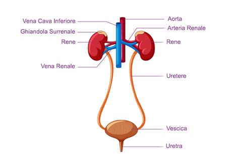 Schema anatomico del rene e delle vie urinarie con evidenziato il giunto pielo-ureterale
