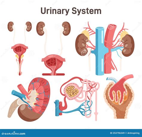 Anatomia del sistema urinario maschile e femminile