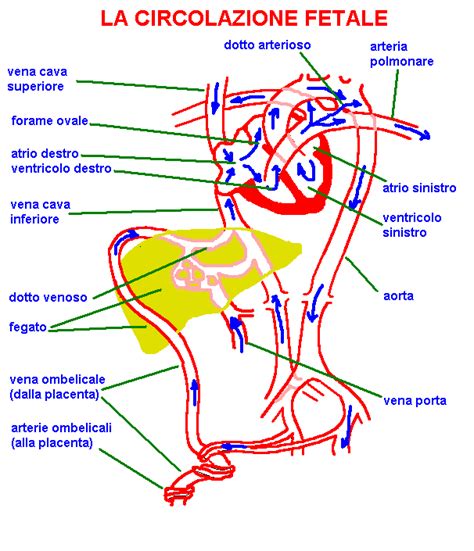 Diagramma della circolazione fetale con arterie ombelicali e cerebrali