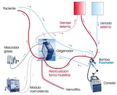 diagramma esplicativo del sistema di monitoraggio dell'ossigenazione extracorporea (ECMO)