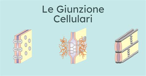 Struttura generale di una giunzione cellulare