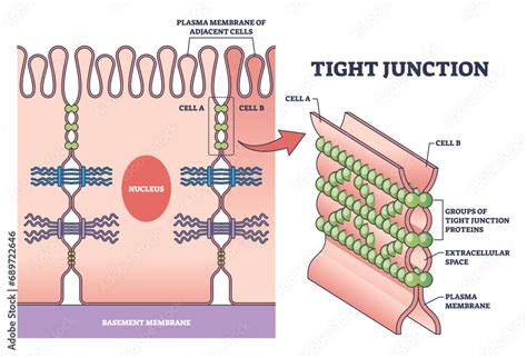 Schema molecolare delle Tight Junctions