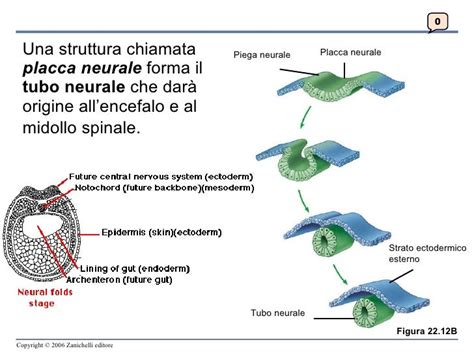 Sviluppo cerebrale embrionale: dalla placca neurale ai neuroni differenziati