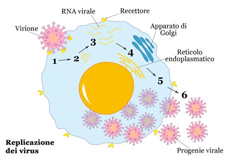 Diagramma di come un virus usa una cellula per replicarsi