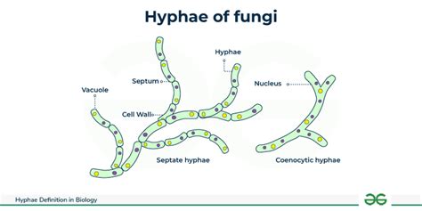 Candida fungus changing from spore to hyphae