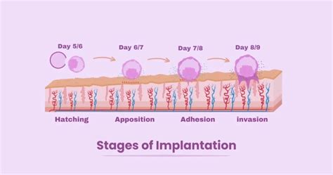 Diagram illustrating factors affecting embryo implantation