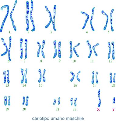 rappresentazione schematica dei cromosomi umani in un cariotipo