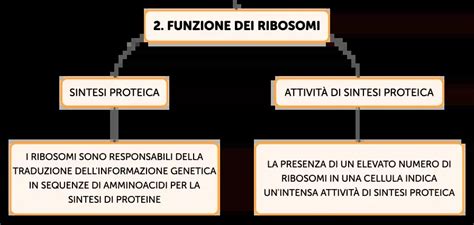 Struttura e funzione dell'ormone hCG