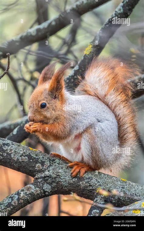 Sciurus vulgaris su un ramo