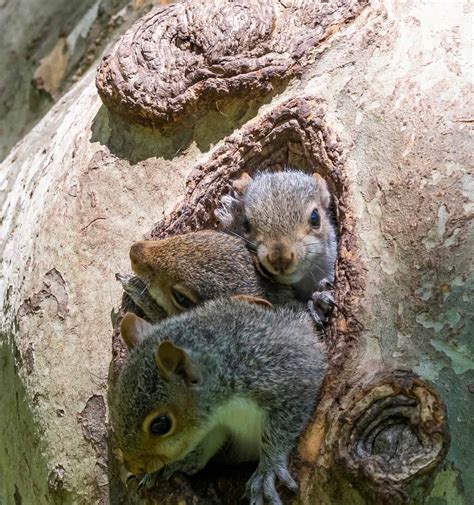 Cuccioli di scoiattolo nel nido