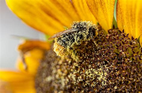 Impollinazione anemofila: polline trasportato dal vento
