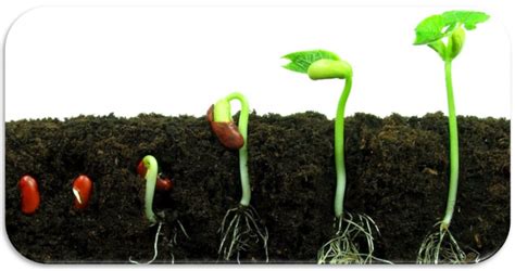 Seme in germinazione
